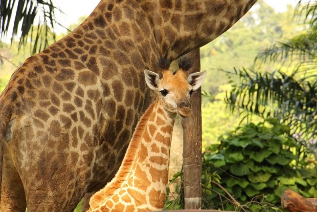 Singapore Zoo giraffe Preen