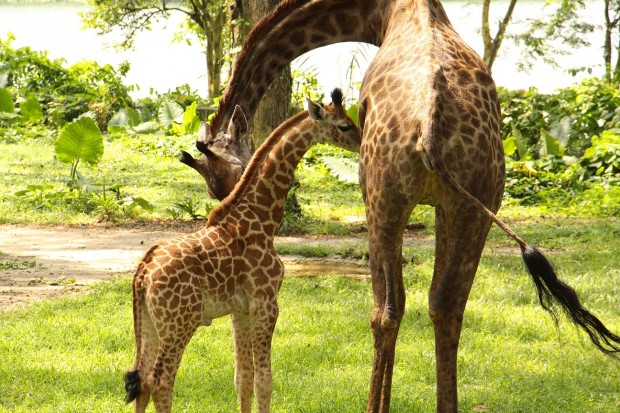 Singapore Zoo Preen 