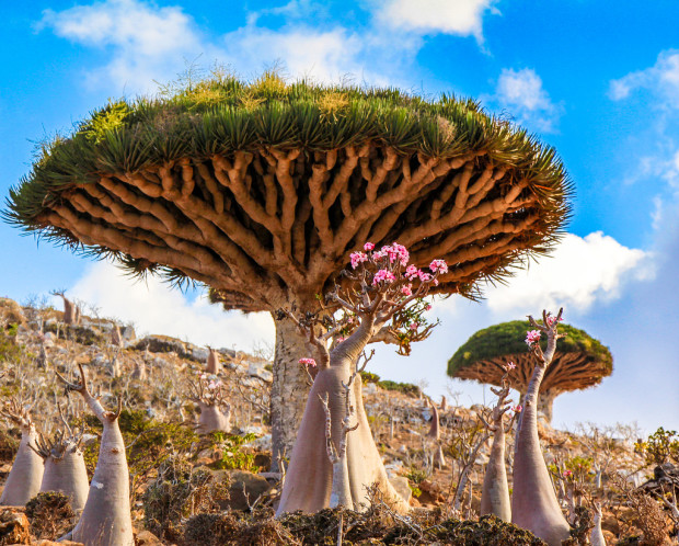 Dragon's Blood Trees in Yemen (Aethereal Engineer)