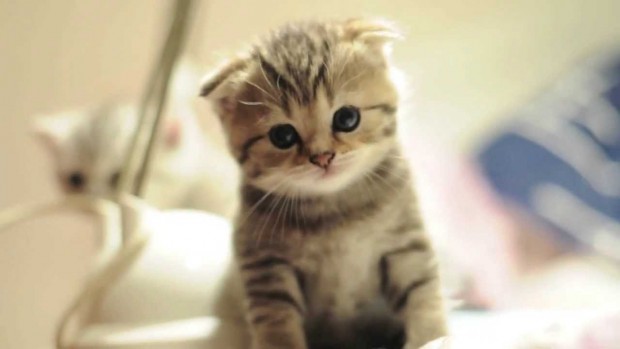 Cute Cat Preen
