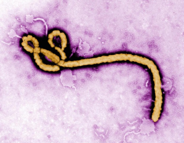 ebola virus std preen