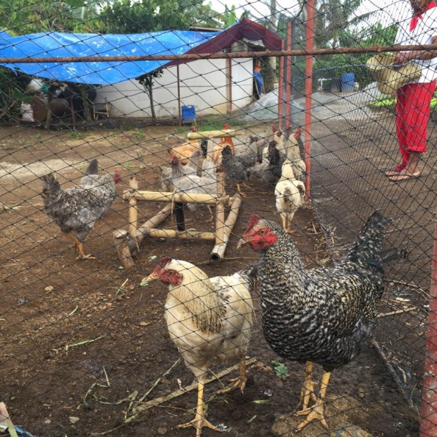 Chickens that will shank you for a leaf of kale.