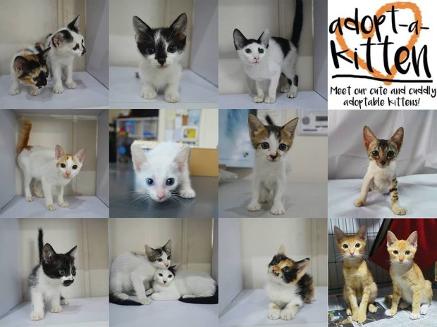 adopt-a-kitten manila preen events roundup