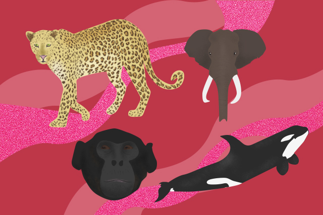 Find out which strong female animal you are based on your zodiac sign -  