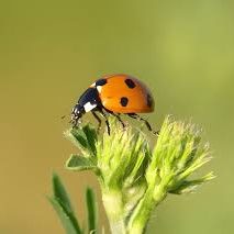 ladybug