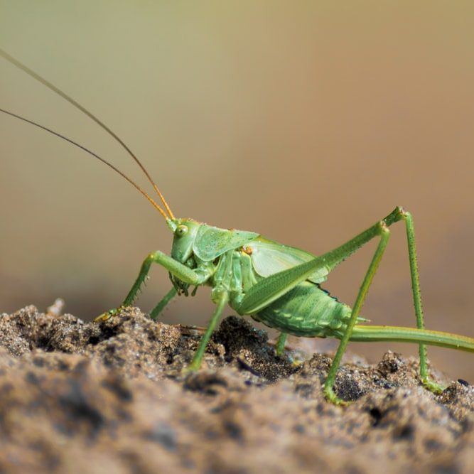 Grasshopper