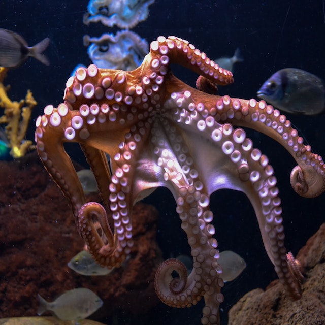 octopus